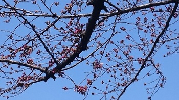 桜2.JPG
